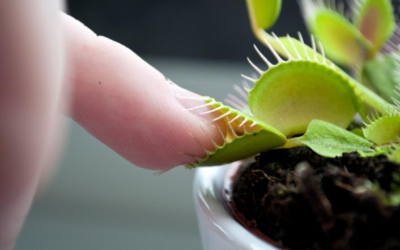 5 plantas carnívoras más conocidas