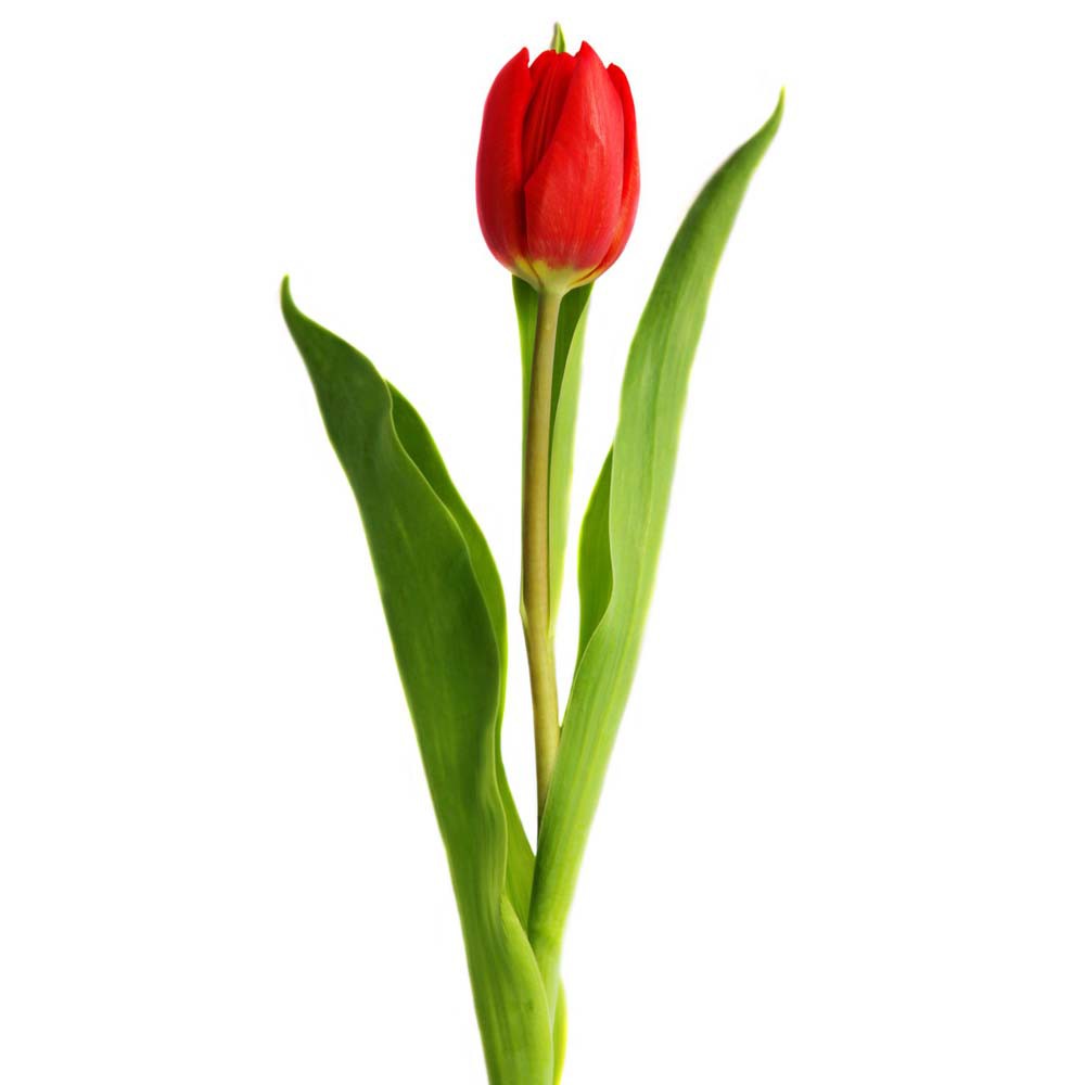 tulipan san valentín