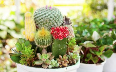 Los Cactus ¿cómo cuidarlos?