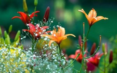 ¿Cómo afectan las estaciones a mis plantas y jardines?