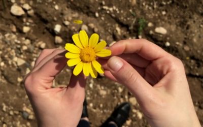 4 teorías sobre el «me quiere o no me quiere» de las margaritas