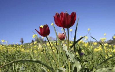 Las flores lucen preciosas durante los meses de primavera