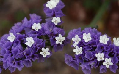 Statice, la flor conocida como “siemprevivas” o “flor de papel”