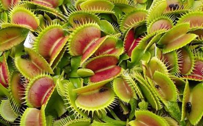 ¿Qué hay de cierto en las cosas que se piensan sobre las plantas carnívoras?