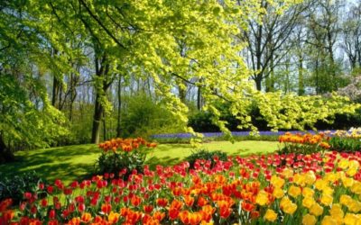 Cuidados de las plantas durante los meses de primavera
