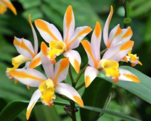 orquídea primavera