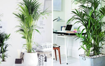 5 tipos de Palmeras para decorar tu casa