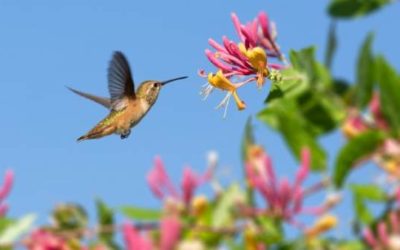 ¿Qué flores lucen más bonitas en primavera?