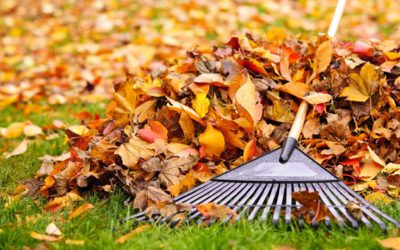 ¿Debo comenzar a preparar mis plantas para el otoño?
