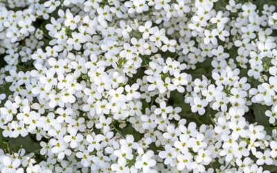 ¿Qué significado tienen las flores de color blanco?