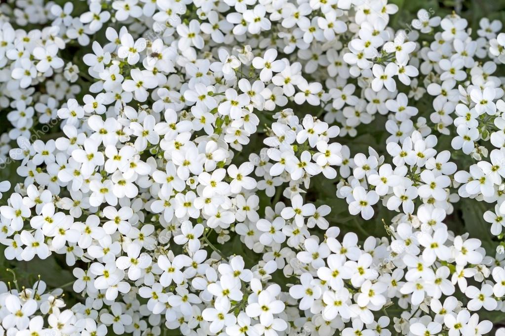 Cuál es el significado del color blanco en los ramos de flores?