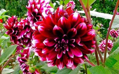 ¿Qué plantas o flores suelen florecer durante el mes de Octubre?