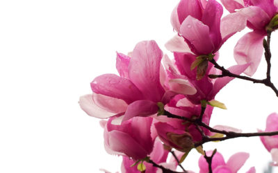 ¿Cuáles son las flores más originales para regalar?