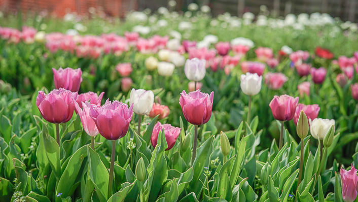 tulipanes - flores san valentín